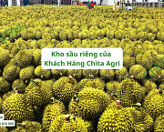 Lý do Doanh nghiệp Xuất khẩu Sầu riêng "chọn mặt gửi vàng" Dây Đai Chita Agri