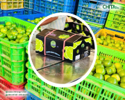 Vì Sao Nhiều Vựa Nông Sản, Đơn Vị Đóng Gói Chuyển Sang Sử Dụng Dây Đai Nhựa?