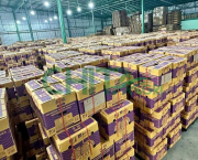 Dây Đai Nhựa PP Được Ứng Dụng Như Thế Nào Trong Kho Hàng Và Vận Chuyển?