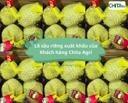 Xuất khẩu sầu riêng bằng container lạnh: Lựa chọn túi lưới đựng sầu riêng thế nào cho đúng?