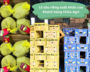Cách đóng gói sầu riêng giúp giảm trầy vỏ khi vận chuyển xa