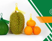 Túi Lưới Đựng Trái Cây – Giải pháp đóng gói cho nhà vườn, HTX & siêu thị