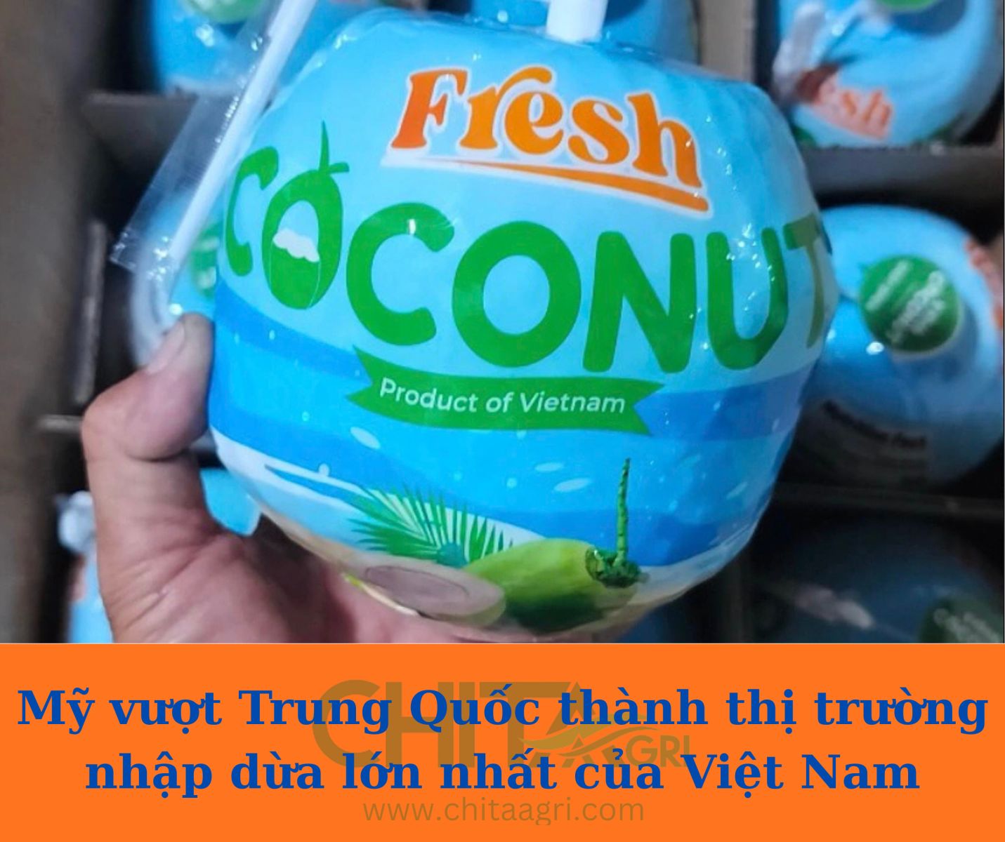 Mỹ vượt Trung Quốc thành thị trường nhập dừa lớn nhất của Việt Nam
