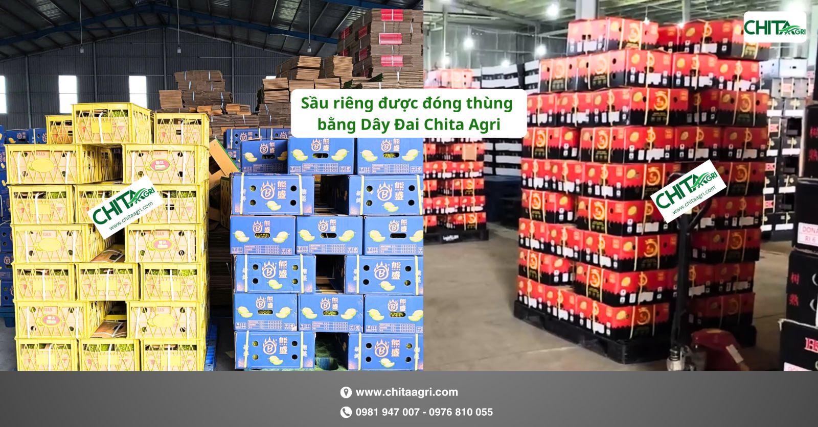 Sầu riêng được đóng thùng bằng Dây Đai Chita Agri tại kho Khách Hàng