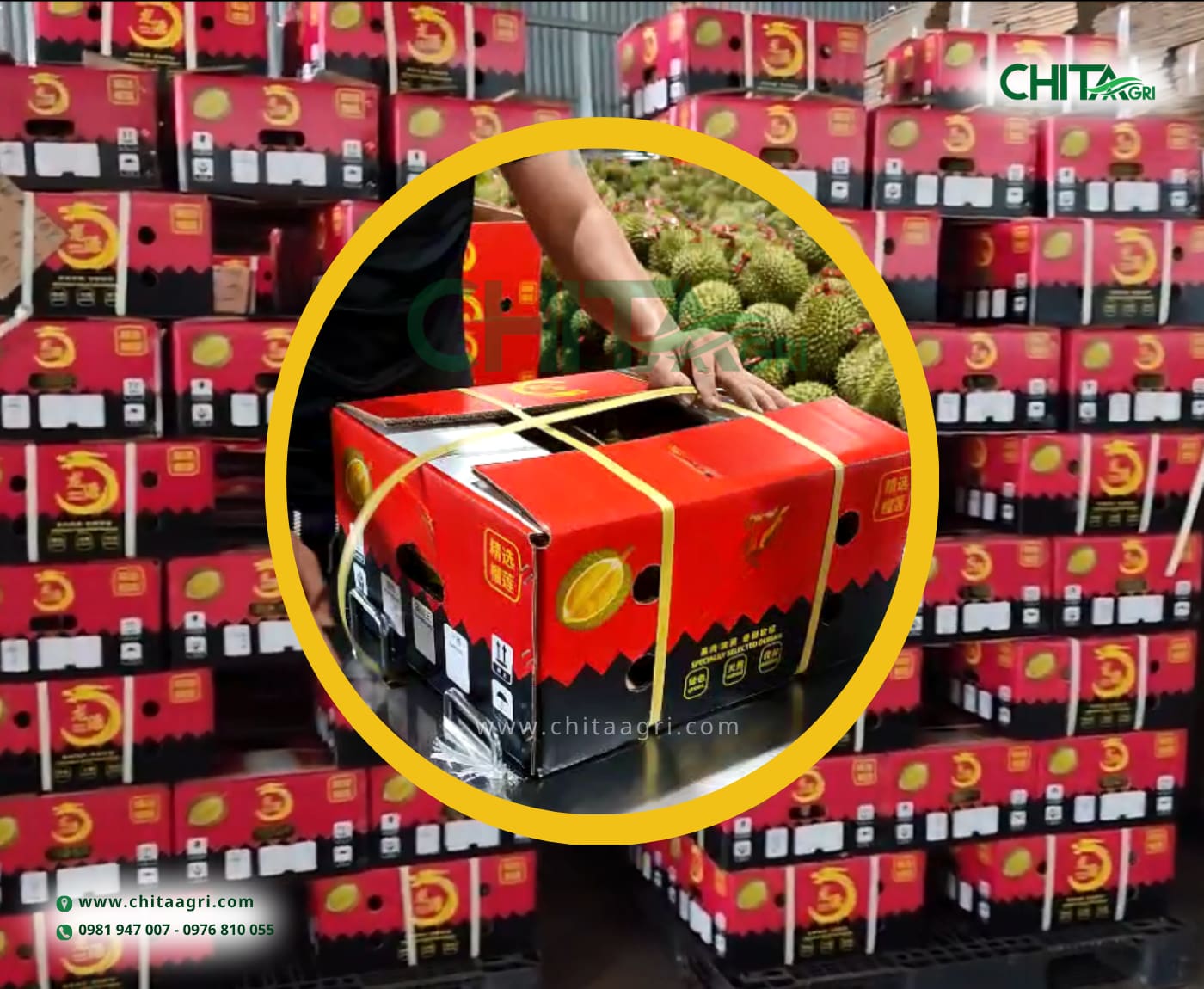 Dây đai nhựa Chita Agri là lựa chọn phù hợp cho doanh nghiệp sản xuất, xuất khẩu, logistics và kho vận cần nguồn dây đai ổn định, sử dụng lâu dài.