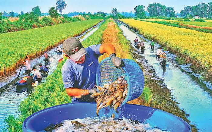 Mô hình lúa – tôm giúp nông dân miền Tây thích ứng với nước mặn, đa dạng hóa sản xuất và nâng giá trị nông sản từ đồng ruộng đến thị trường.