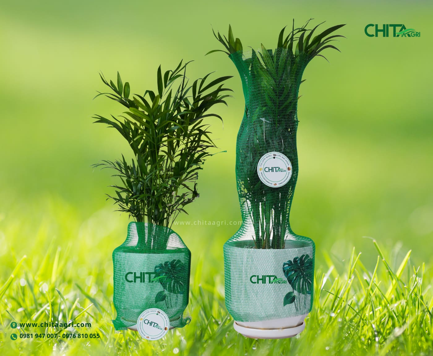 Lưới bọc chậu cây Chita Agri giúp hạn chế dập lá, trầy chậu khi vận chuyển cây cảnh dịp Tết, giữ dáng cây và giá trị sản phẩm.