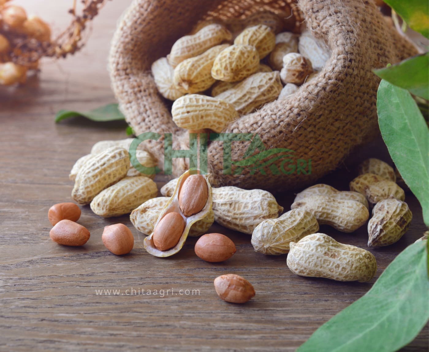 Túi Lưới Nhựa Trong Đóng Gói Đậu Phộng – Tại Sao Luôn Được Ưu Tiên Hơn Bao PP và Bao Nilon?