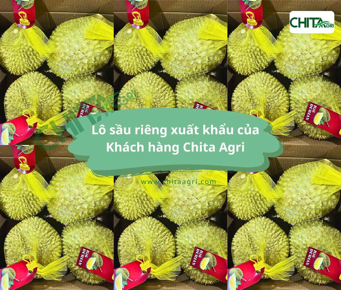 Túi lưới nhựa Chita Agri được thiết kế thông thoáng, giúp hàng hóa “thở” tốt, hạn chế ẩm và giữ độ tươi trong suốt quá trình lưu kho – vận chuyển.
