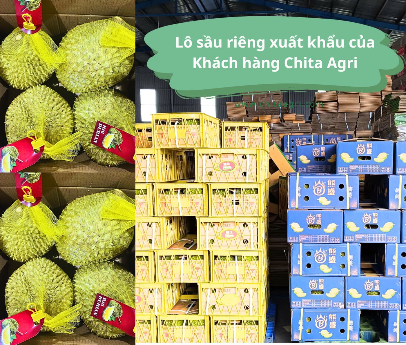 Kết hợp túi lưới nhựa và dây đai nhựa Chita Agri– cách bảo vệ sầu riêng hiệu quả
