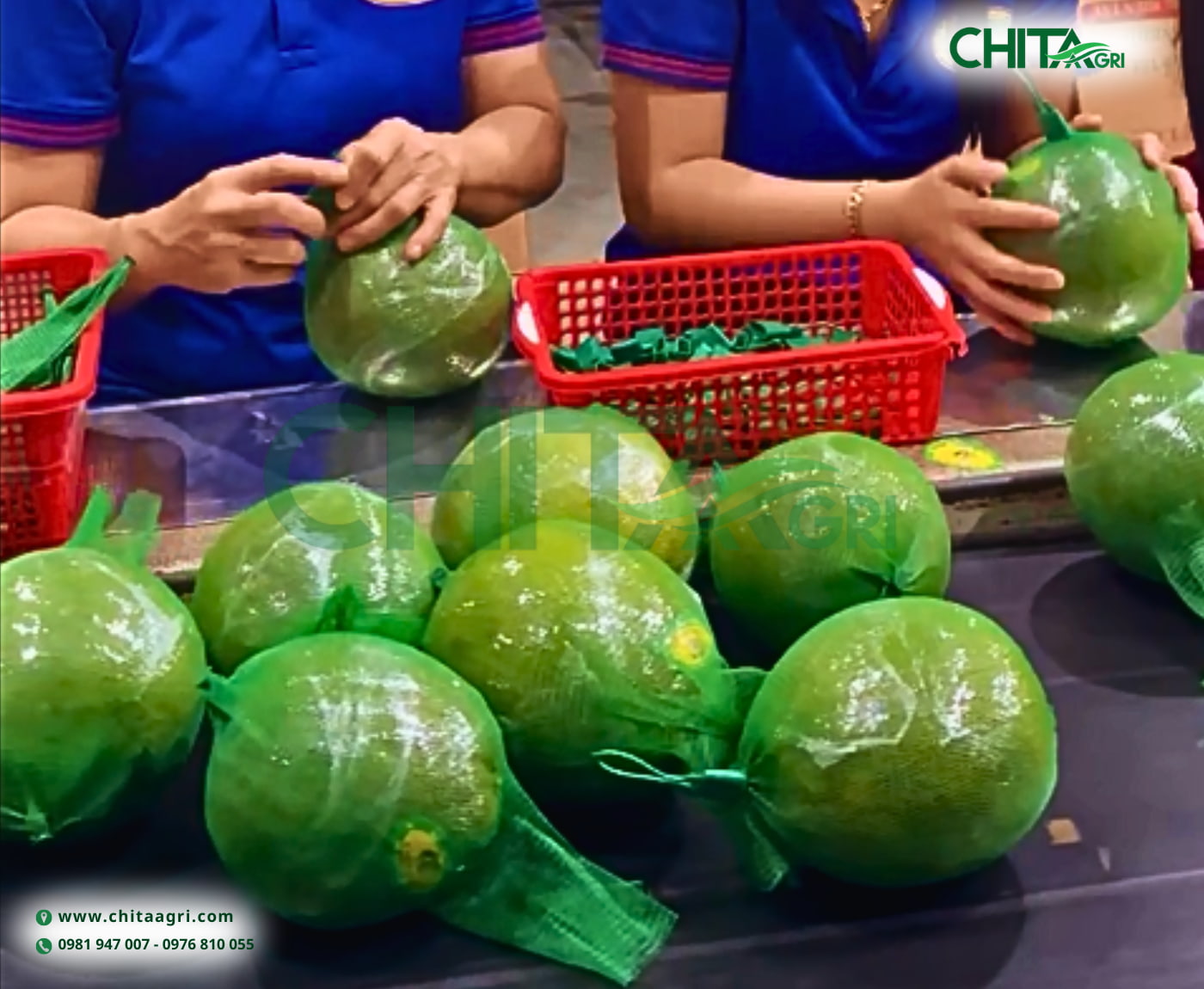 Túi lưới nhựa Chita Agri giúp trái cây thông thoáng, hạn chế va đập, dễ phân loại và thẩm mỹ khi trưng bày.